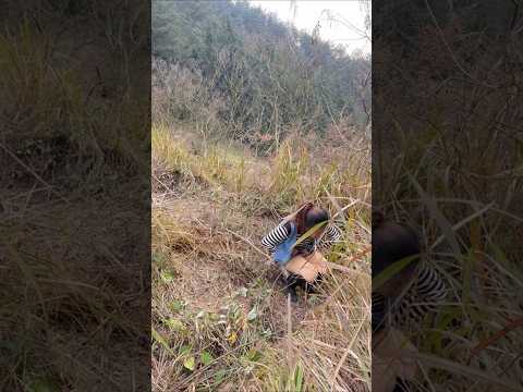 Khiếp chưa #funny #shorts
