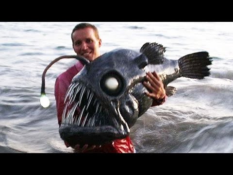 Sea Creatures So Strange Scientists Thought They Were Fake