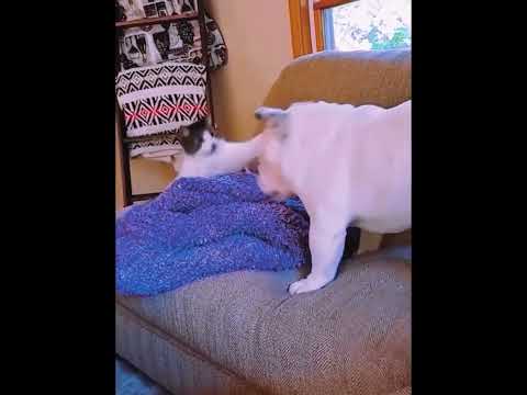 Funny Cats & Dog fights