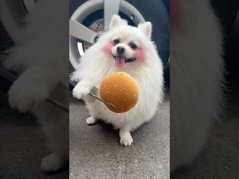 Please don’t waste food!#funny #smartnico #cute #puppy #funnydogs