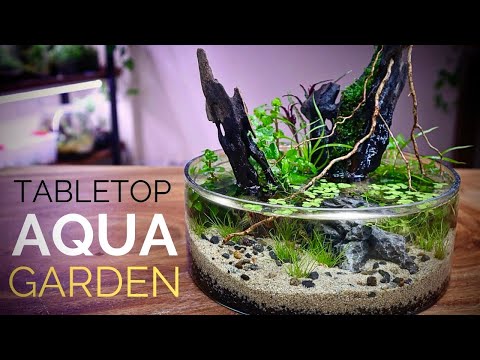 Stunning Tabletop Aquatic Garden 🌿