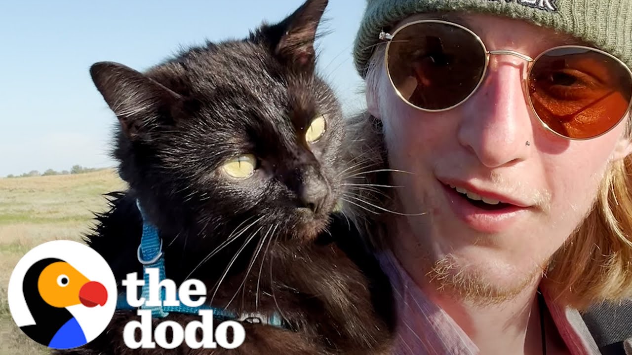 Guy Finds A Cat In A Hot Parking Lot - The Dodo