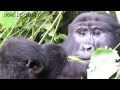 Gorilla Behavior and Habits