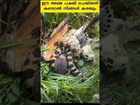 സ്വന്തം കുഞ്ഞുങ്ങളെ രക്ഷിക്കാൻ വേണ്ടി ഈ പക്ഷി  ചെയ്ത് കണ്ടാൽ നിങ്ങൾ കരയും #shorts #trending #facts