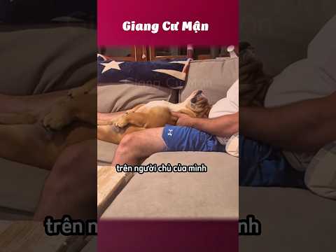 Vua chúa thế 🐶 #giangcuman