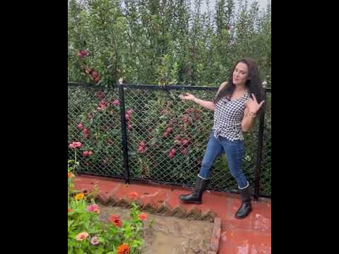 Preity Zinta Apple farm house Himachal Pradesh