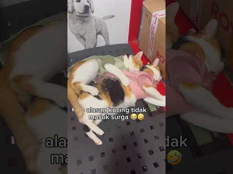 kelakuan Orin Oreo ๐น