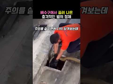 배수구에서 끌려 나온 뱀의 정체는?