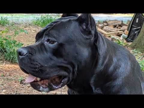 Teaching my Cane Corso to jump in my Polaris Pro XP