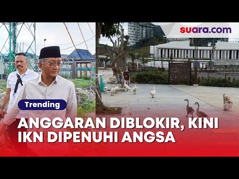 Usai Anggaran Diblokir, Kini IKN Dipenuhi Kawanan Angsa