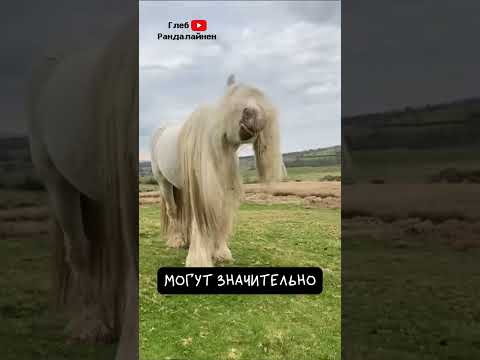 Грива Лошади Требует Ухода 🐴