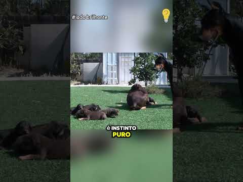 Mãe Dobermann Não Deixa o Pai se Aproximar #pets #animals