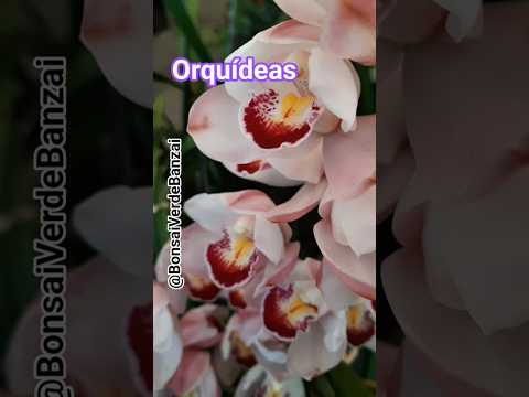 ORQUÍDEAS #plants #plantas #natureza #plantasdeinteriores #natureza #orquideas #phalaenopsis #flora