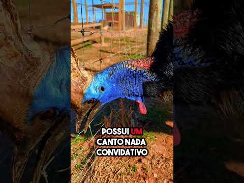 Aves com cantos assustadores  #curiosidades