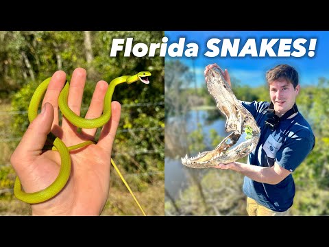 Who Can Find the Most Snakes? - (NKF VS WRW)