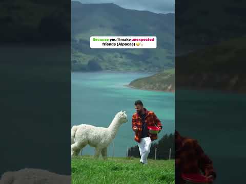 Kuch bhi karna bas New Zealand mat jana 🤪😅...#newzealand #nature #travel