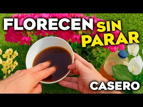 👉🏼 Solo UNA CUCHARADA y tus PLANTAS EXPLOTAN de FLORES 🌺 | Abono Casero que FUNCIONA