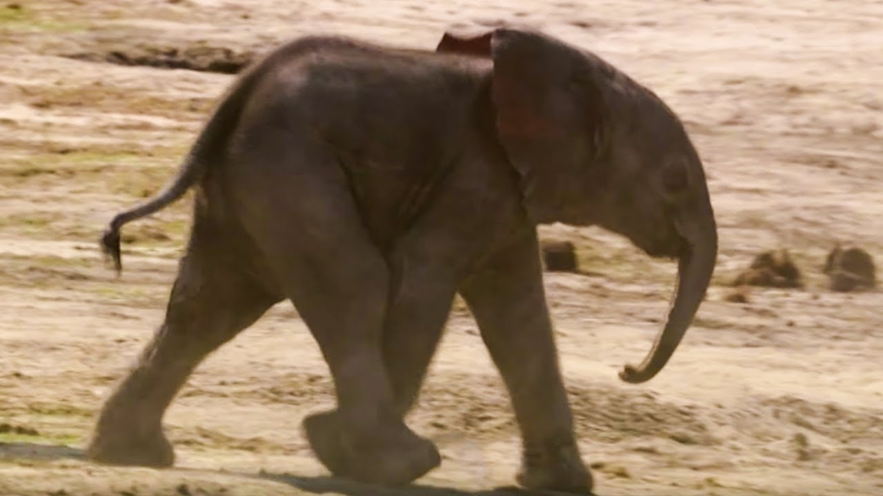 Baby Elephant's First Water Trip The Long Walk Home BBC Earth