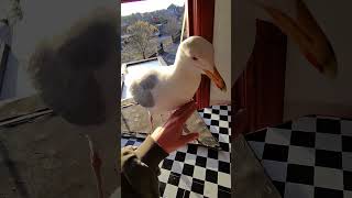 ¡Mi Mascota Gaviota Es Una Amenaza Para Las Sardinas!