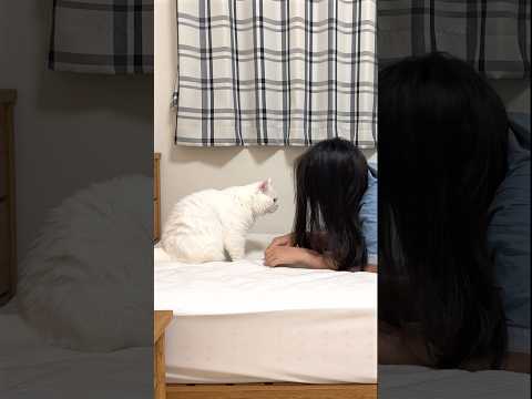 猫の「朝ごはんくれ!」の圧が凄すぎた… #ポムしま