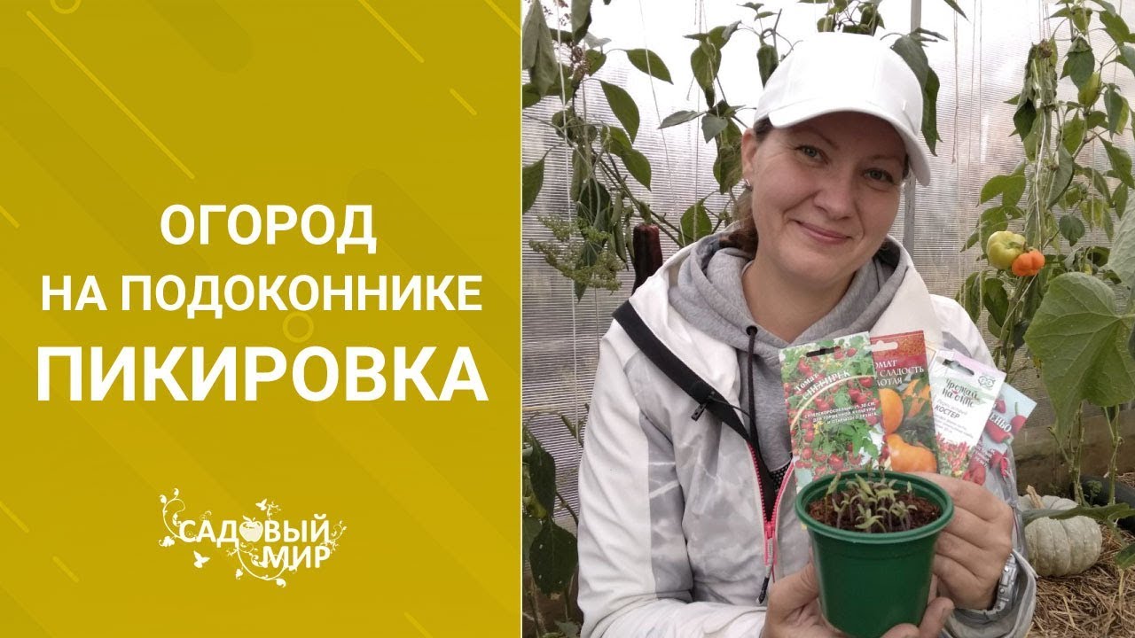 Как вырастить томаты и другие овощи на подоконнике зимой. Мой мини-сад дома