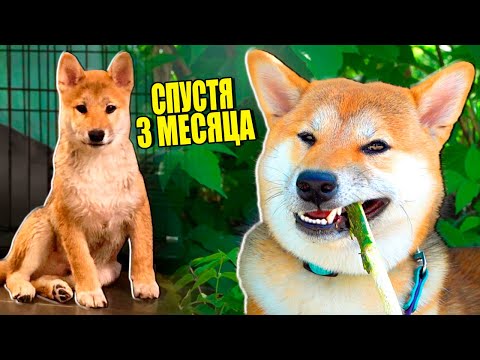 МОЯ СОБАКА СПУСТЯ ТРИ МЕСЯЦА!