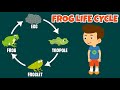 Frog Life Cycle and Development
