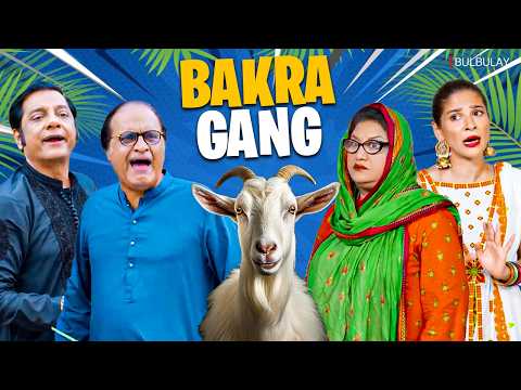 BAKRA KIS KA HAI ? 🐐| Bulbulay Season 2 | Momo | Ayesha Omar & Nabeel | Comedy Drama