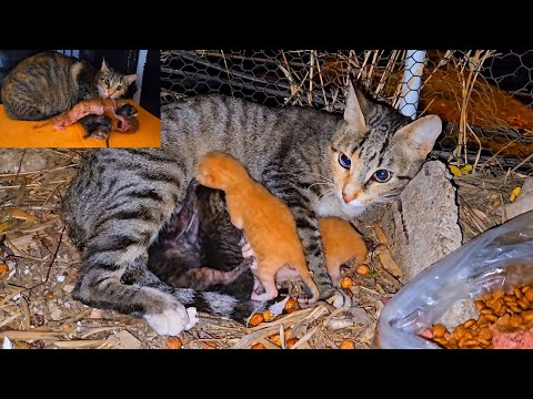 Rescue poor stray mother cat and her newborn kittens from difficult situation, Episode 3