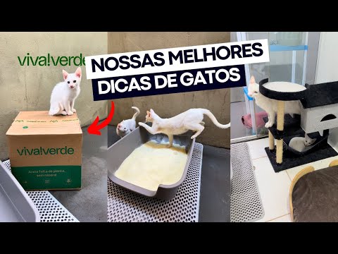 5 ITENS QUE TODO DONO DE GATO DEVERIA TER 🐱 Areia Viva!Verde