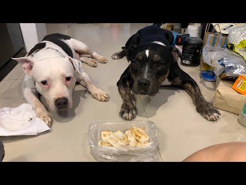 O&n The Pit Bulls eat🦑🥚SQUID ROE 1st time [ASMR]RAW SHOPPING อาหารสุนัขที่ดีที่สุด EP.083 of 2024