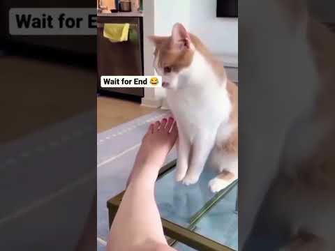 Funny Cats Memes #14 ??#Shorts