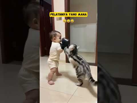 Kira kira yang menang siapa #kucinglucu #cat #kucingimut #kucingnggemesin #kucingtinju