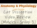 Muscle Anatomy and Function in Cats
