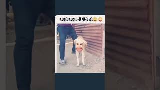 Dog funny 🤣🤣 #funny #comedy Gujarati