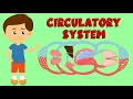 Circulatory System Concepts and Functions