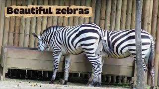Stripes of Survival