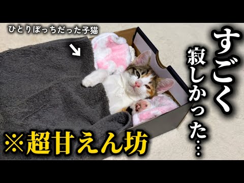 緊急保護した子猫が甘えん坊すぎる事が判明しました