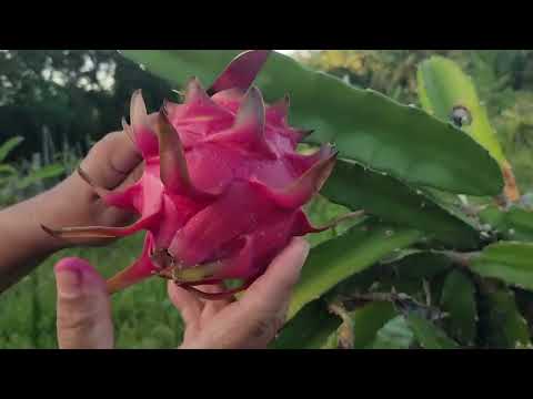 KAHIT NAPABAYAAN TANIM KO NAMUNGA PARIN, GRABE WALA KANG TALO DITO! DRAGON FRUIT FARMING | D' Green