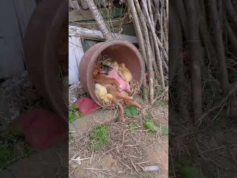 Dog, piglet and ducklings are best friends #shorts