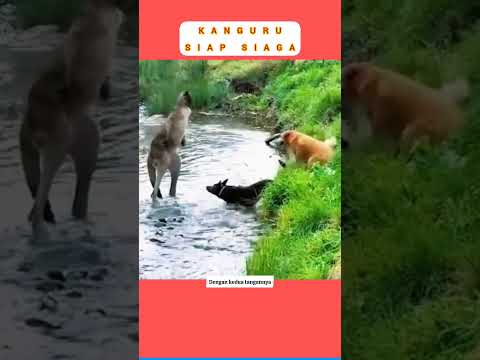 Ketika Kanguru bertemu dengan tiga Anjing#kanguruvsanjing#