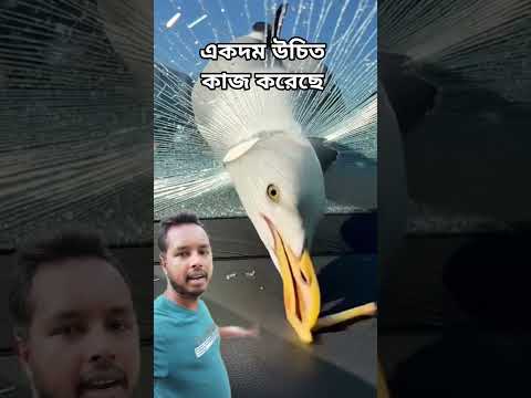 পাখিটা গাড়ির গ্লাস ভেঙ্গে খাবার নিয়ে নিল। #birds #cars #youtubeshorts #shorts