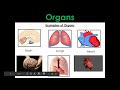 Exploring Levels of Organization in Multicellular Organisms