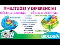 Animal and Plant Cell Functions