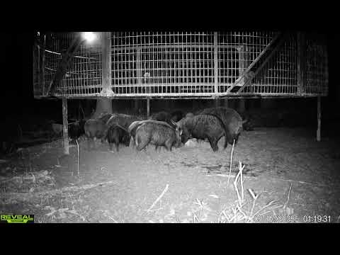 Trapping WILD hogs by the DOZENS.  AGM Thermal on big BOARS.