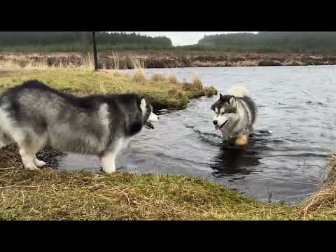Retired Husky Goes To Her Favourite Place And Gets Excited! She's Older Than Phil!!