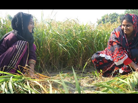 বাসমতী ধানের জীবন কাহিনী | Village life with Shampa