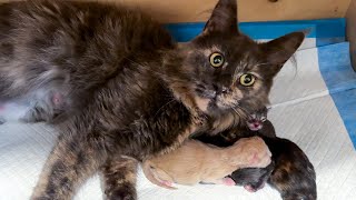 ПЕРВЫЕ РОДЫ МЕЙН-КУНа НИКОЛЬ