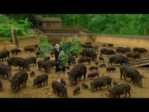 Turning a fish pond into a pig playground – A plan no one expected!