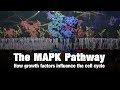 Cell Cycle and MAPK Pathway Concepts